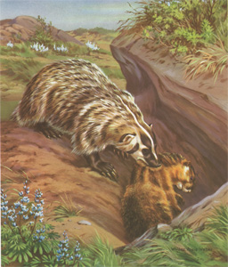 The Badger Digs Out the Golden Marmot